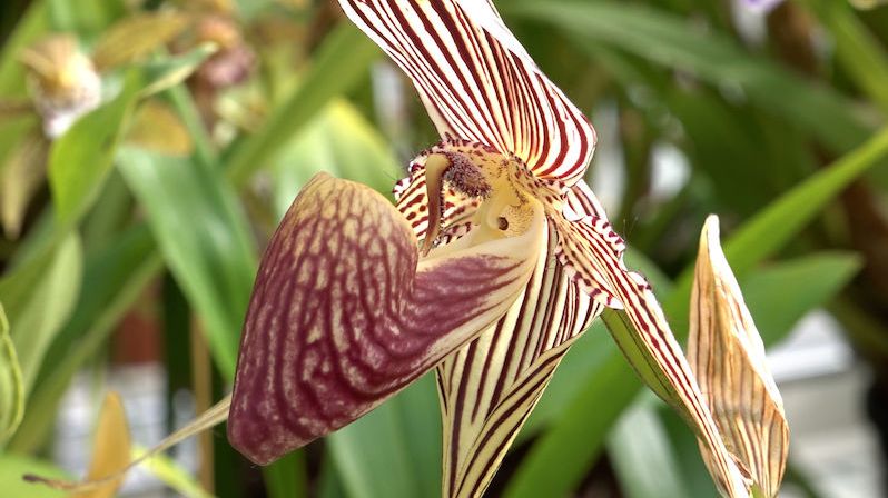 V pražské botanické zahradě kvetou nejvzácnější i největší orchideje